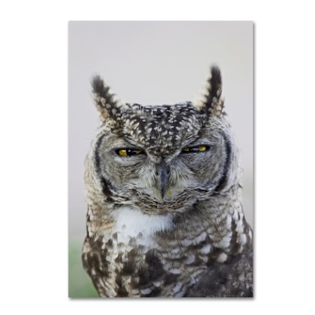 Robert Harding Picture Library 'Gray Owl' Canvas Art,12x19
